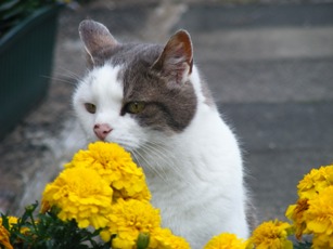 Other Stuff at Ayrshire Photos.com